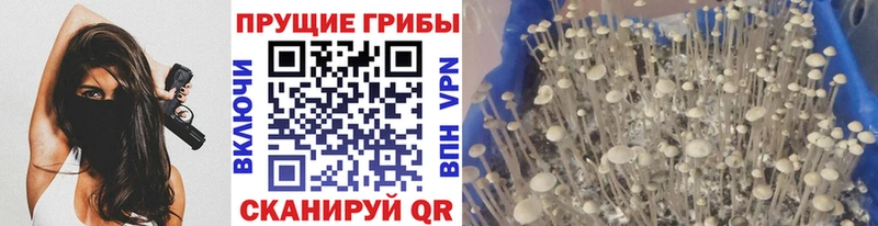даркнет сайт Смоленск Псилоцибиновые грибы Psilocybe